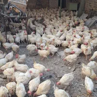 مرغ سفید ماشینی|حیوانات مزرعه|قم, شهدا|دیوار