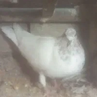 تعدادی کبوتر پرشی|پرنده|صوفیان, |دیوار