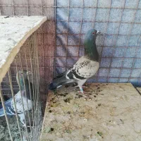 کبوتر پلاکی|پرنده|یزد, |دیوار