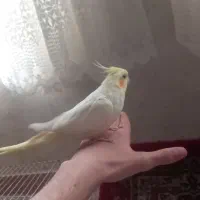 عروس هلندی