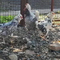 مرغ و خروس گلین و محلی|حیوانات مزرعه|سنگدوین, |دیوار