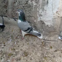 دمگیروتهرونی|پرنده|اصفهان, شاه پسند|دیوار