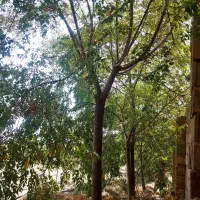 فروش باغ در پیشوا روستای طارند با درختان ۷ ساله