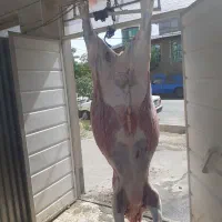 ذبح سلاخ سلاخی گاو گوسفند گوساله قصاب قصابی|خدمات پذیرایی، مراسم|زنجان, |دیوار