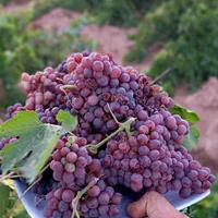 باغ و باغچه انگور ۱۰۰۰متری و... در تاکستان|فروش زمین و ملک کلنگی|تهران, آشتیانی|دیوار