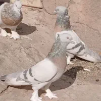 کبوتر تاکلا تُرکیه. سوسنی کاغذی. سبز عربی اصیل|پرنده|تبریز, |دیوار