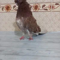 کبوتر سرور نو قنار ریز