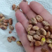 بسته دهن بست|خوردنی و آشامیدنی|مشهد, هنرور|دیوار