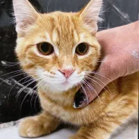 واگذاری گربه