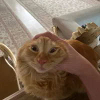 واگذاری گربه مهربون با وسایل کامل