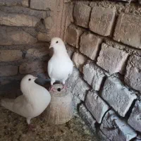 کبوتر دمگیر|پرنده|برخوار, |دیوار