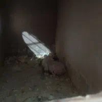 عروس هلندی مولد با جوجه|پرنده|باغستان, |دیوار