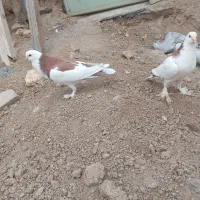 کبوتربادکنکی|پرنده|سامان, |دیوار