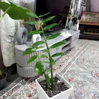 ۱۲ عدد گل و گیاه طبیعی  فقط ۷ ملیون