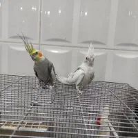 یک جفت عروس هلندی دستی|پرنده|شهرکرد, |دیوار