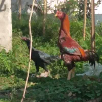 خروس و مرغ لاری