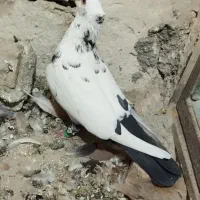 کفتر سار دم سیاه نر هوایی   موقعیت کاشمر|پرنده|کاشمر, |دیوار