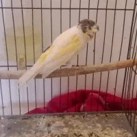 پرنده|پرنده|گرگان, |دیوار