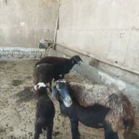 ی جفت میشو بره افشار