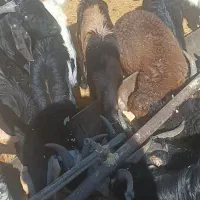 بزغاله|حیوانات مزرعه|فشاپویه, |دیوار