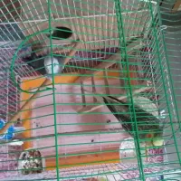 عروس هلندی نر و ماده بالغ جوجه داده|پرنده|اصفهان, باغ فدک|دیوار