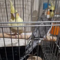 عروس هلندی یک جفت نروماده