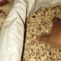 خریدار نقدی پوست پسته