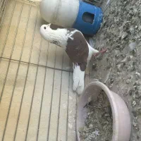 گفتر نامبروان
