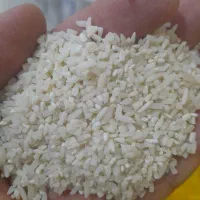 برنج سرلاشه هاشمی عطری|عمده‌فروشی|پاکدشت, حصار امیر|دیوار