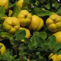 نهالستان ارقام متنوع میوه و گردو پربار پالیز|خدمات باغبانی و درختکاری|خوانسار, |دیوار