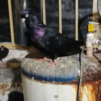 صرب اتریشی دوجفت کار داده