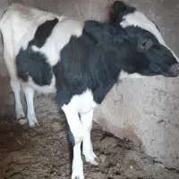 گوساله نر|حیوانات مزرعه|مود, |دیوار