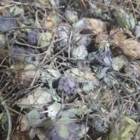 گل زوفا و اسطوخودوس