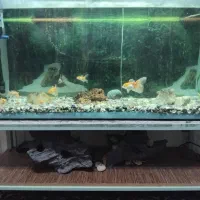 آکواریوم با میز و مرجان سنگ و کشتی بزرگ همه فقط