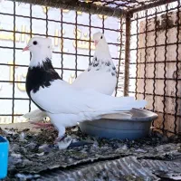 بوم کفتر رنگی طوقی . سرور . تهرونی پرشی . راعبی|پرنده|باغ بهادران, |دیوار