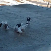 کبوتر|پرنده|فیروزآباد (لرستان), |دیوار