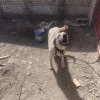 سگ ماده سرابی