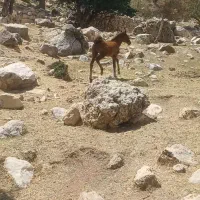 کره یال دمب گیر اسیل