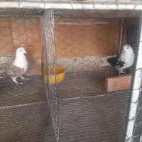 کبوترتوافقی