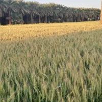 فروش بذرگندم اوکراینی|خدمات باغبانی و درختکاری|رودبار (کرمان), |دیوار