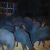 گوسفندجوان‌قره‌قزل