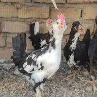 جوجه گلین