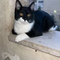 گربه سیاه سفید|گربه|فولادشهر, C5|دیوار