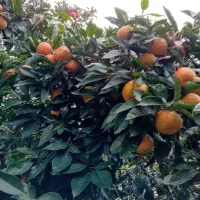 خریدار نارنج