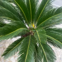گل سیکاس