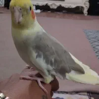 فروش