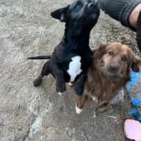 توله سگ۴ماهه