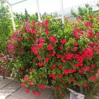 ویلا 500متری  کرج ماهدشت( یک پناهگاه)