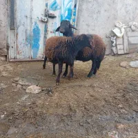 بره قوچ هترو|حیوانات مزرعه|قره پشتلو, |دیوار