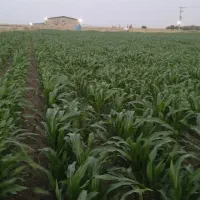 ذرت علوفه